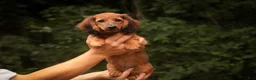Miniature Dachshund dogs for sale: Annie Miniature Dachshund  - Ad 2
