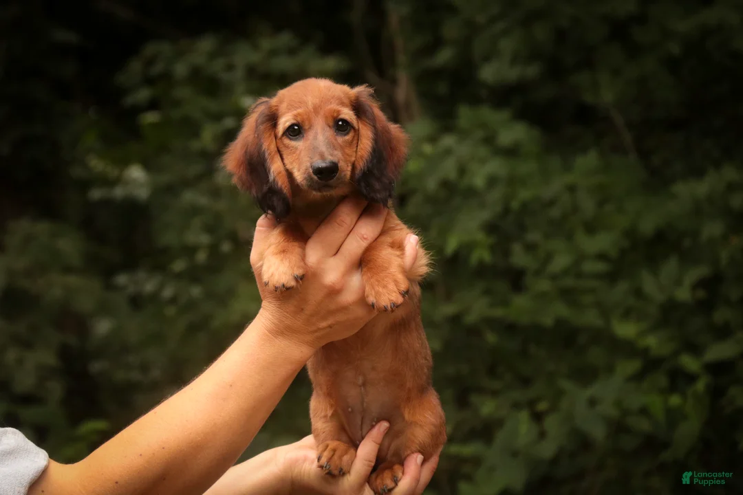 Miniature Dachshund dogs for sale: Annie Miniature Dachshund  - Ad 2