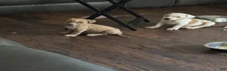 American Pit Bull Terrier dogs for sale: American Pit Bull Terrier  - Ad 8