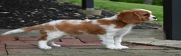 Cavalier King Charles Spaniel dogs for sale: Romeo  - Ad 3
