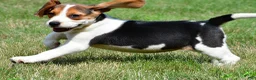 Beagle dogs for sale: Princess - Ad 3