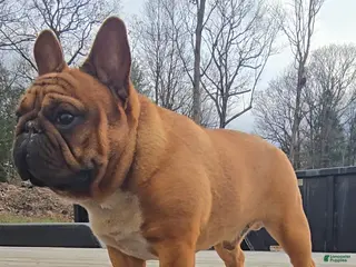 French Bulldog dogs French Bulldog 1 puppies - Ad 23