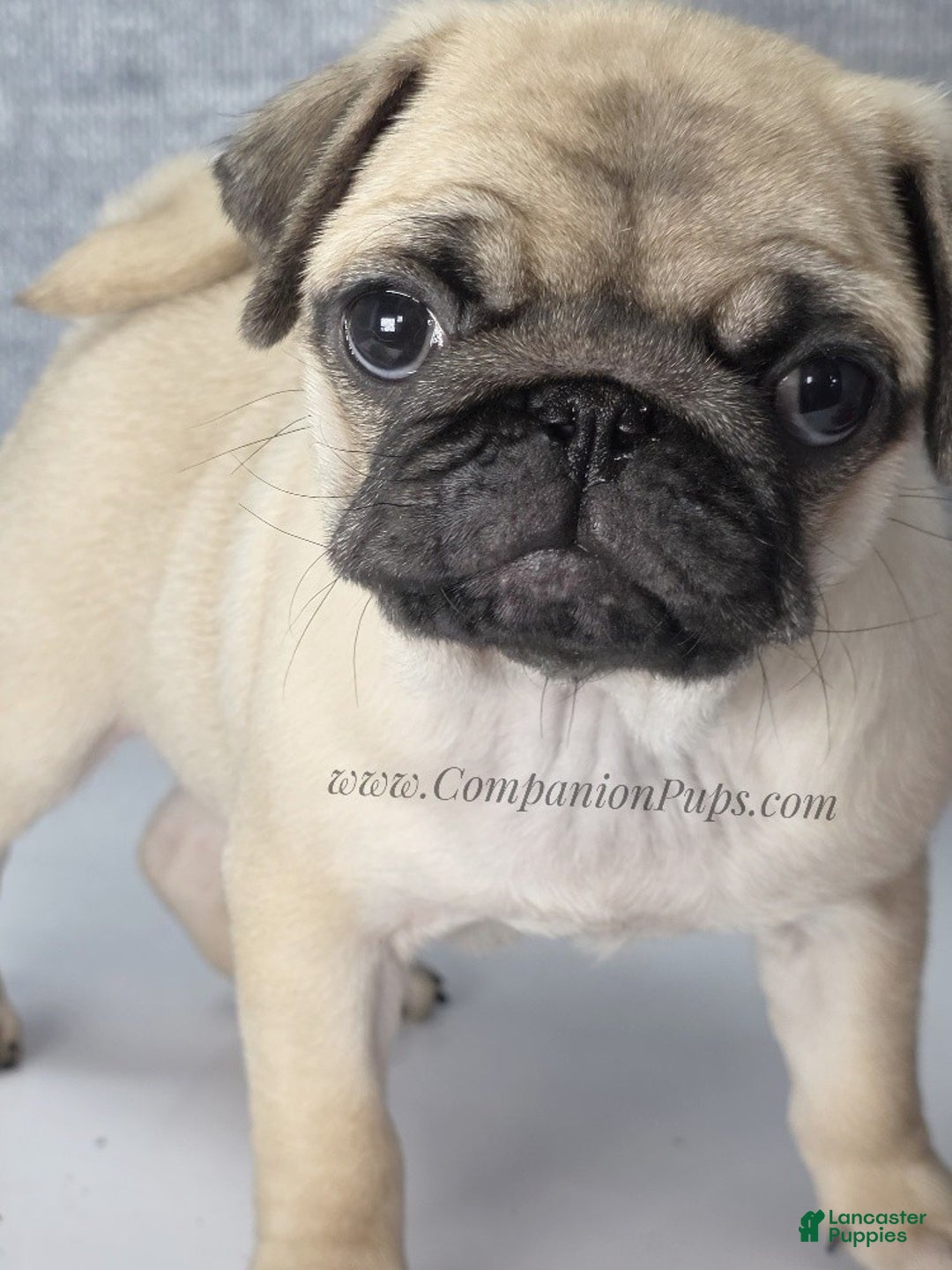 Pug dogs for sale: Marie Soft, Sweet, Playful Pug Pup! Great Christmas Present! - Ad 20