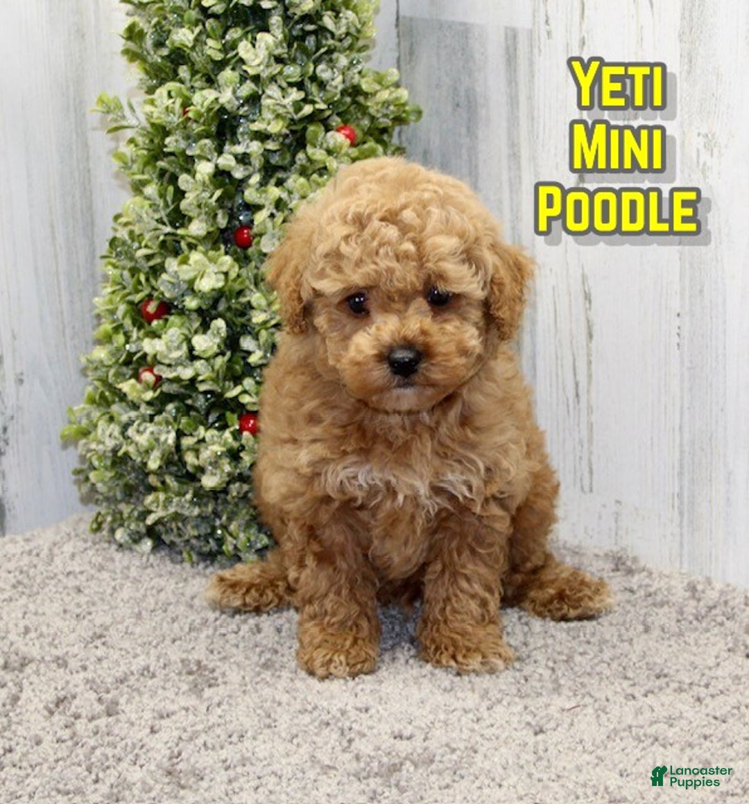 Miniature Poodle dogs for sale: Yeti - Ad 1