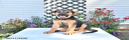 Golden Shepherd dogs for sale: Ruby - Ad 3