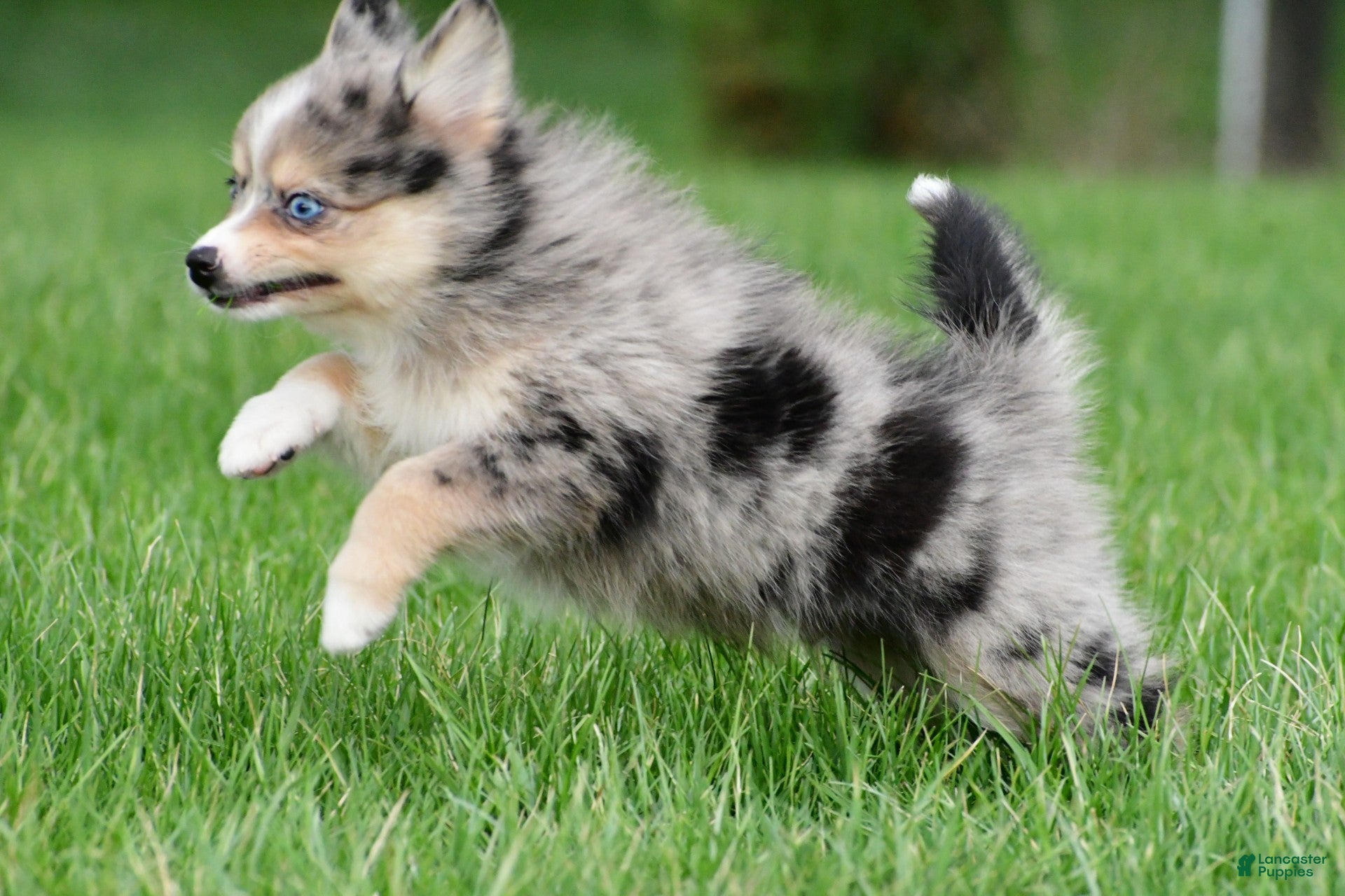 Pomsky dogs boe - Ad 2