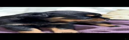 Rottweiler dogs for sale: Rottweiler 2 - Ad 1
