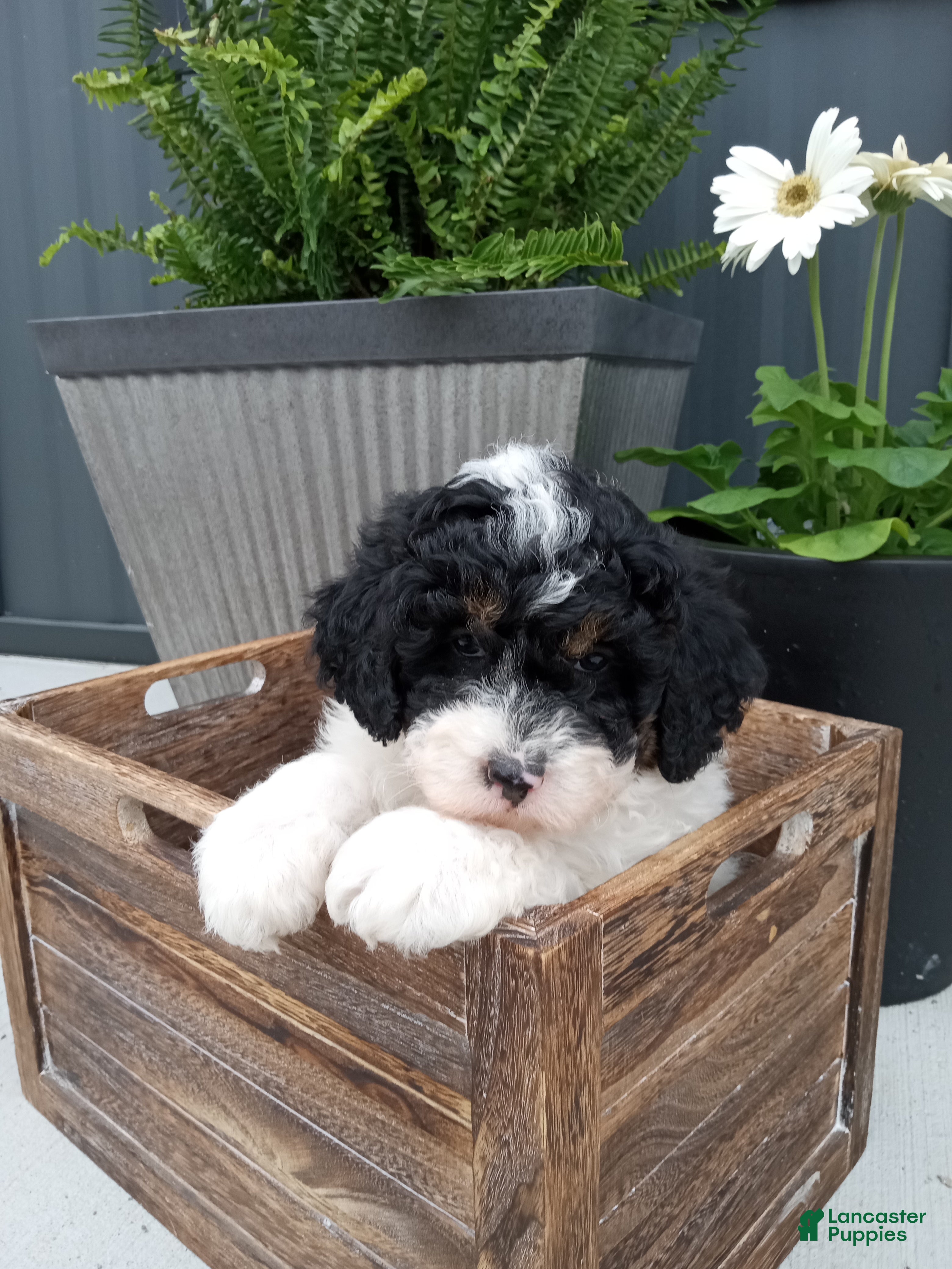 Mini Bernedoodle dogs Luna - Ad 1