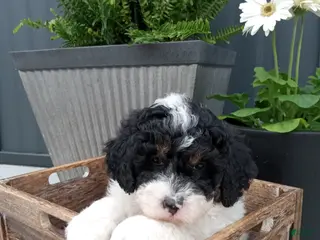 Mini Bernedoodle dogs for sale: Luna - Ad 4