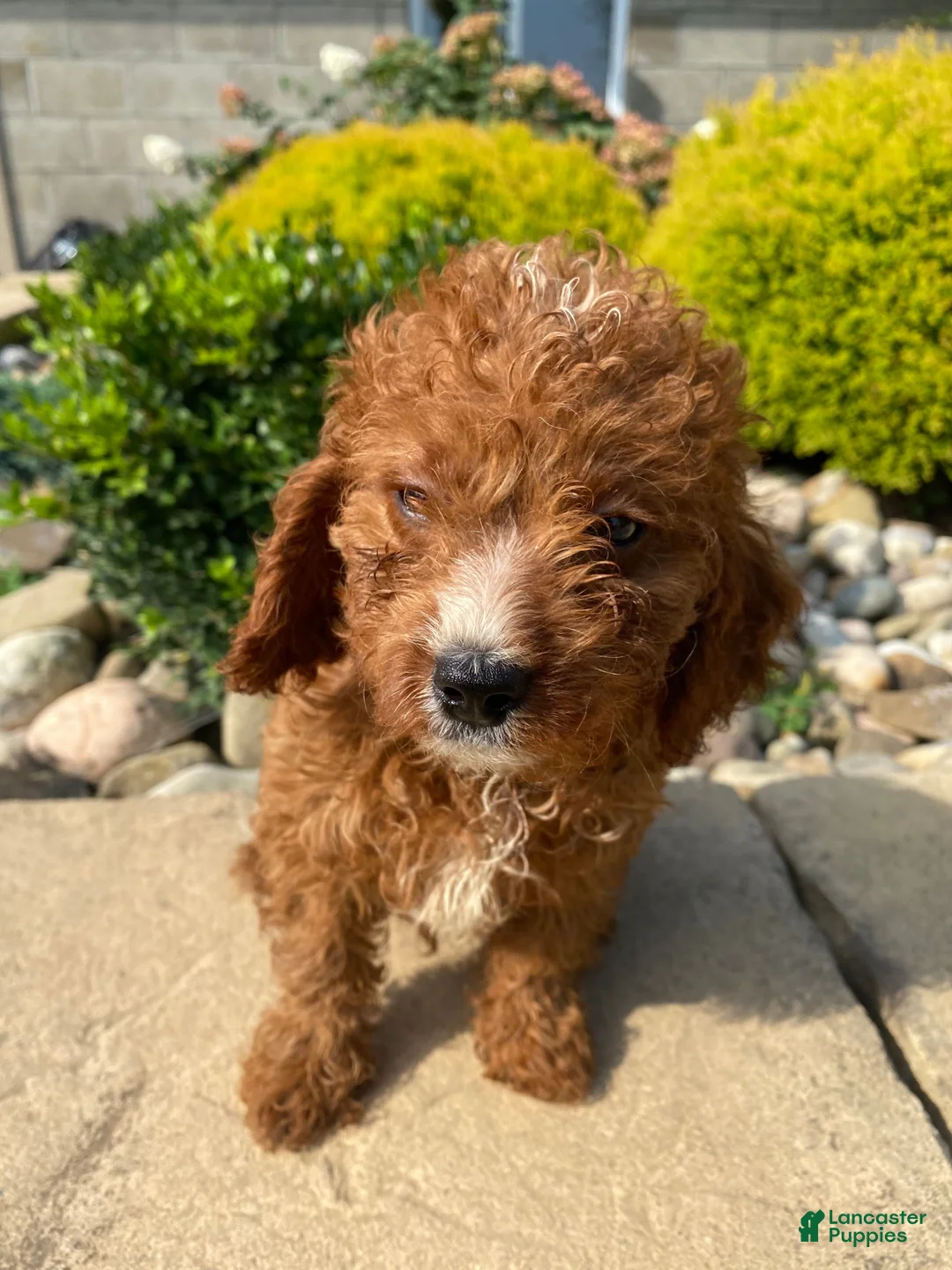 Cavapoo dogs for sale: Buddy - Ad 14