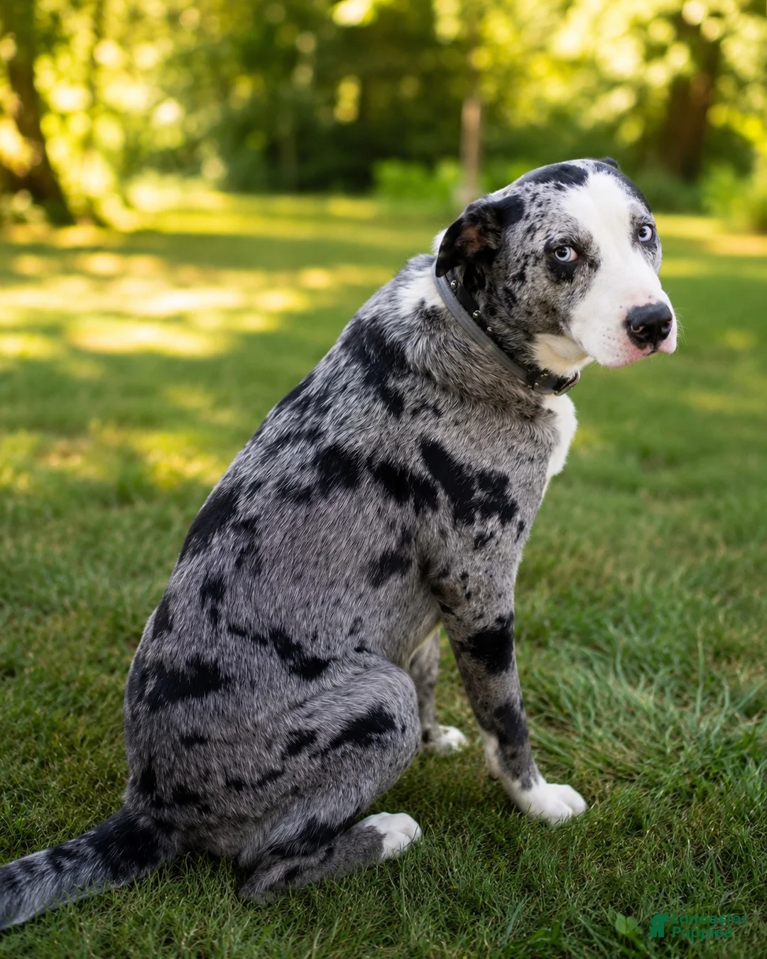 Mixed Breed dogs for sale: Mixed Breed 3 - Ad 8