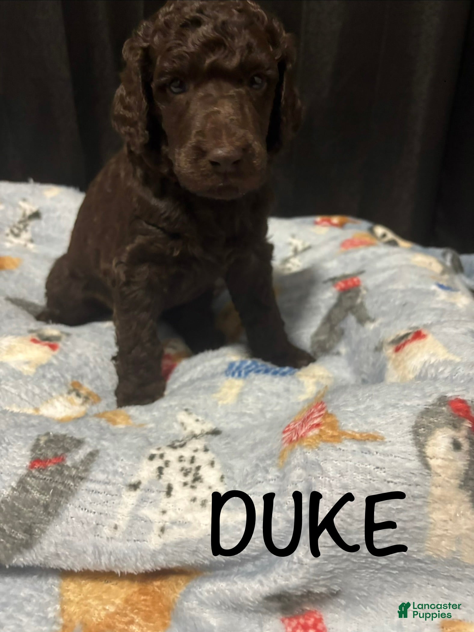 Standard Poodle dogs Standard Poodle Puppy 6 - Ad 18