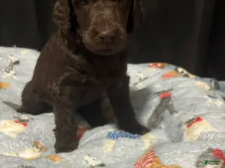 Standard Poodle dogs Standard Poodle Puppy 6 - Ad 18