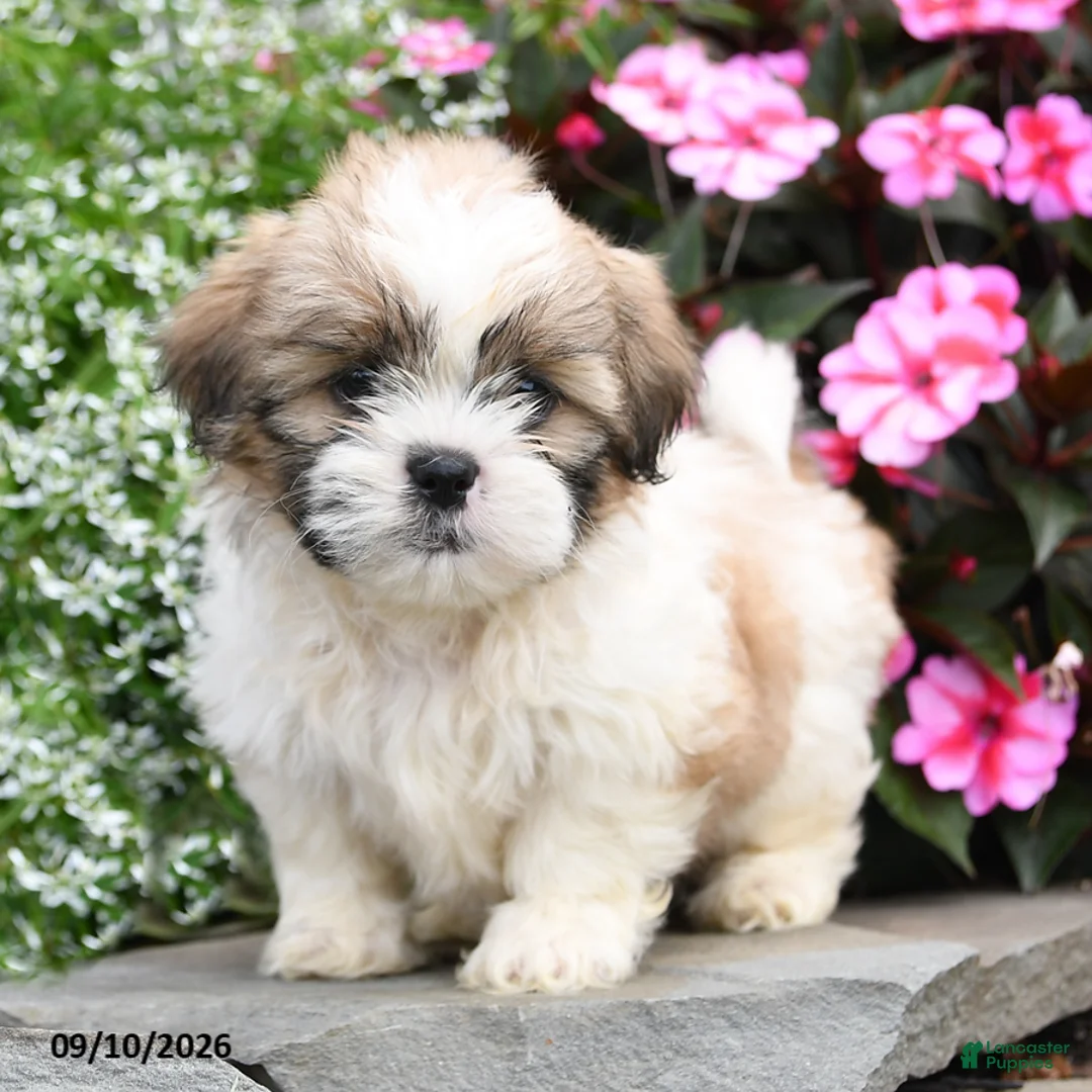 Shih Tzu dogs for sale: Ollie - Ad 2
