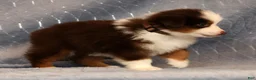 Miniature Australian Shepherd dogs for sale: Finley - Ad 2