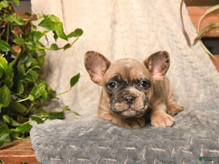 French Bulldog dogs Baby Ruth - Ad 3