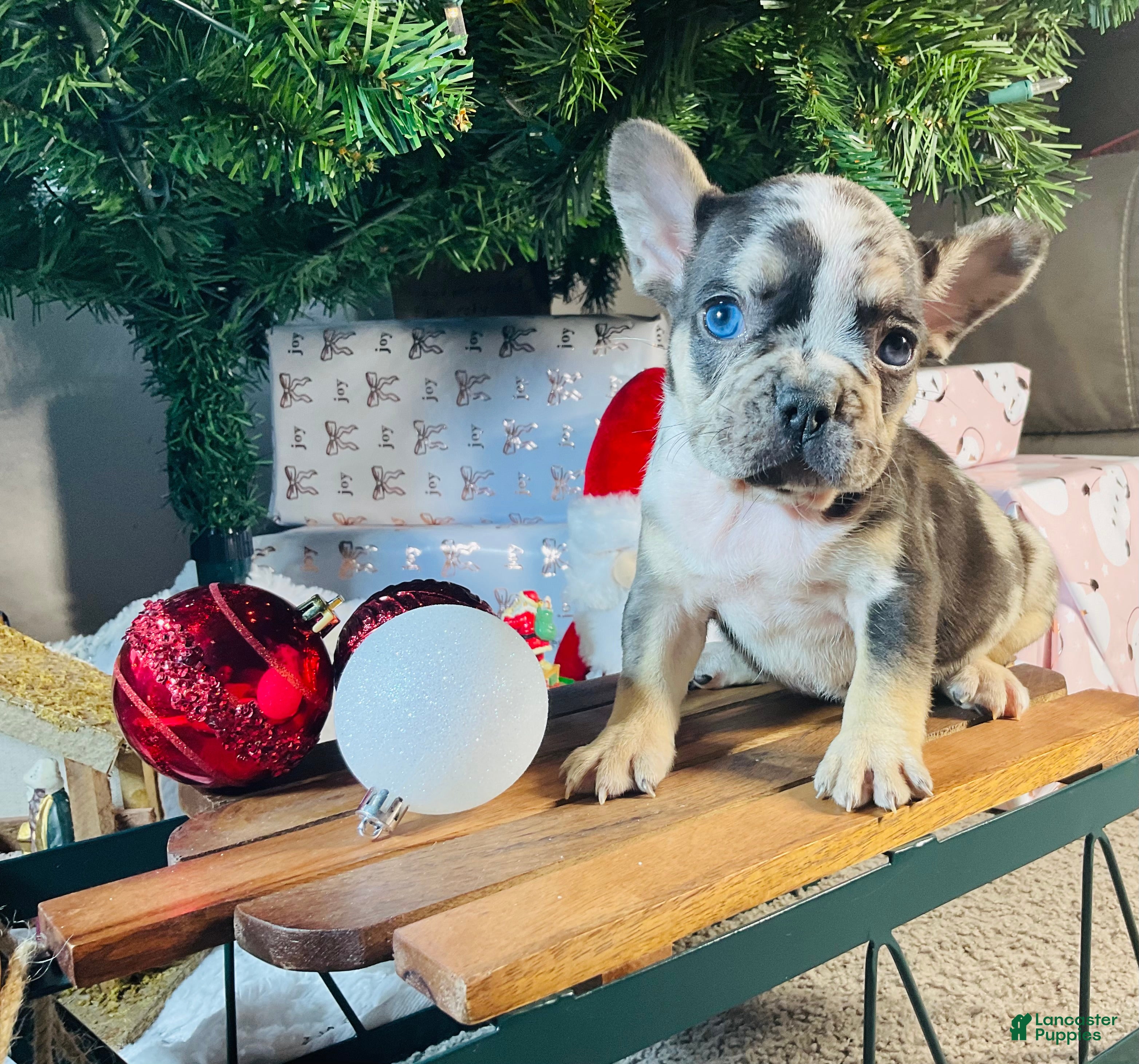 French Bulldog dogs MILLIE  - Ad 9