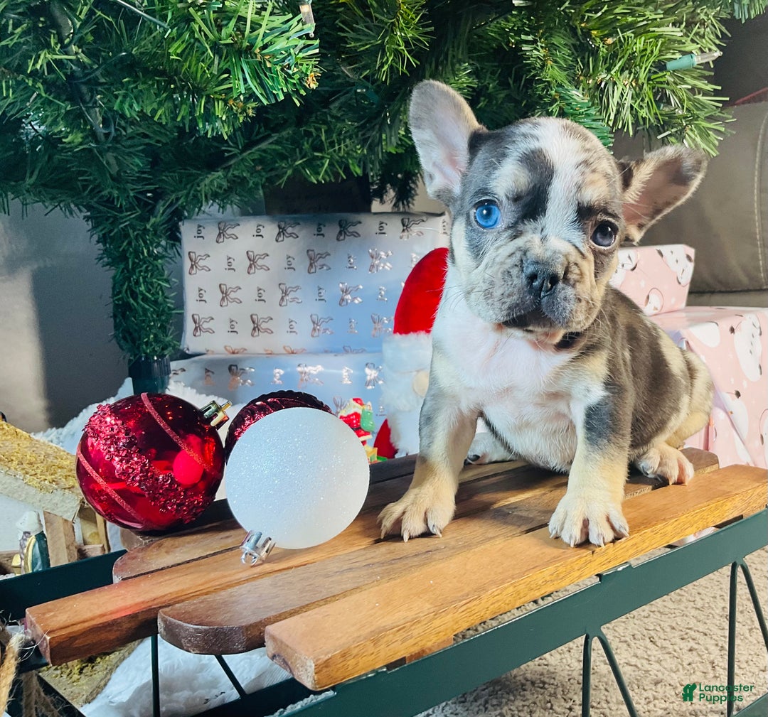 French Bulldog dogs for sale: MILLIE  - Ad 1