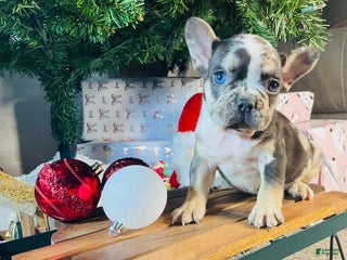 French Bulldog dogs MILLIE - Ad 9