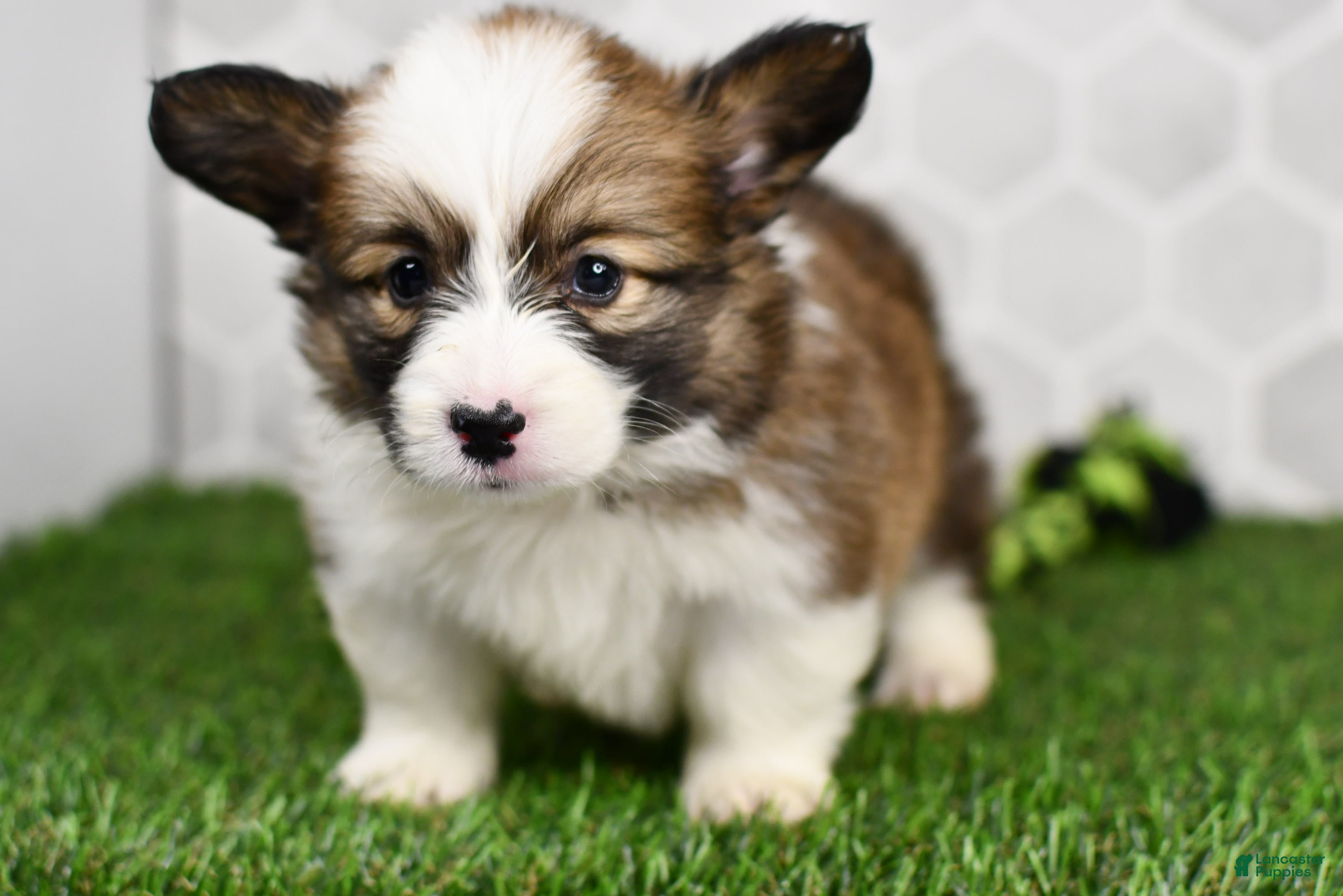 Welsh Corgi Pembroke dogs Luna - Ad 1