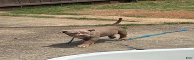 American Bully 1