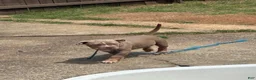 American Bully dogs for sale: American Bully 1 - Ad 1
