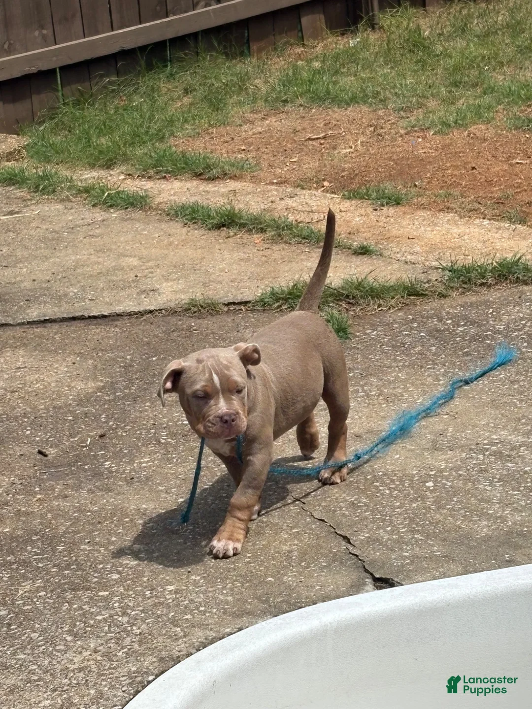 American Bully dogs for sale: American Bully 1 - Ad 1