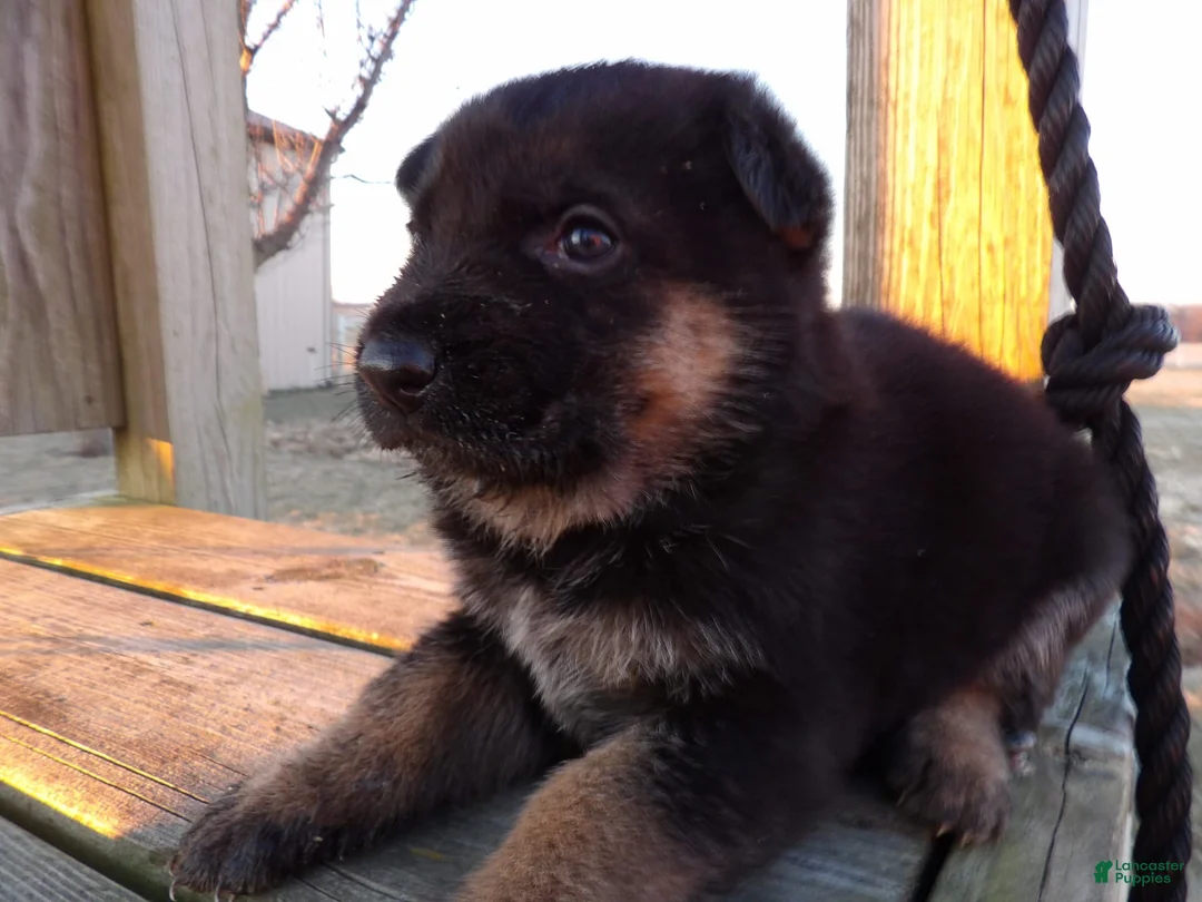 Gallery Image {{count}}