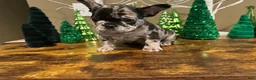 French Bulldog dogs for sale: French Bulldog Puppy 2 - Ad 1