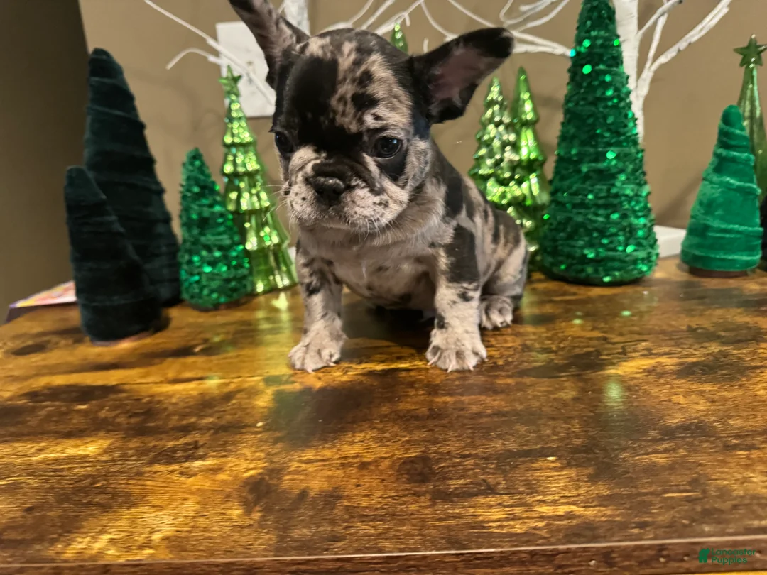 French Bulldog dogs for sale: French Bulldog Puppy 2 - Ad 1