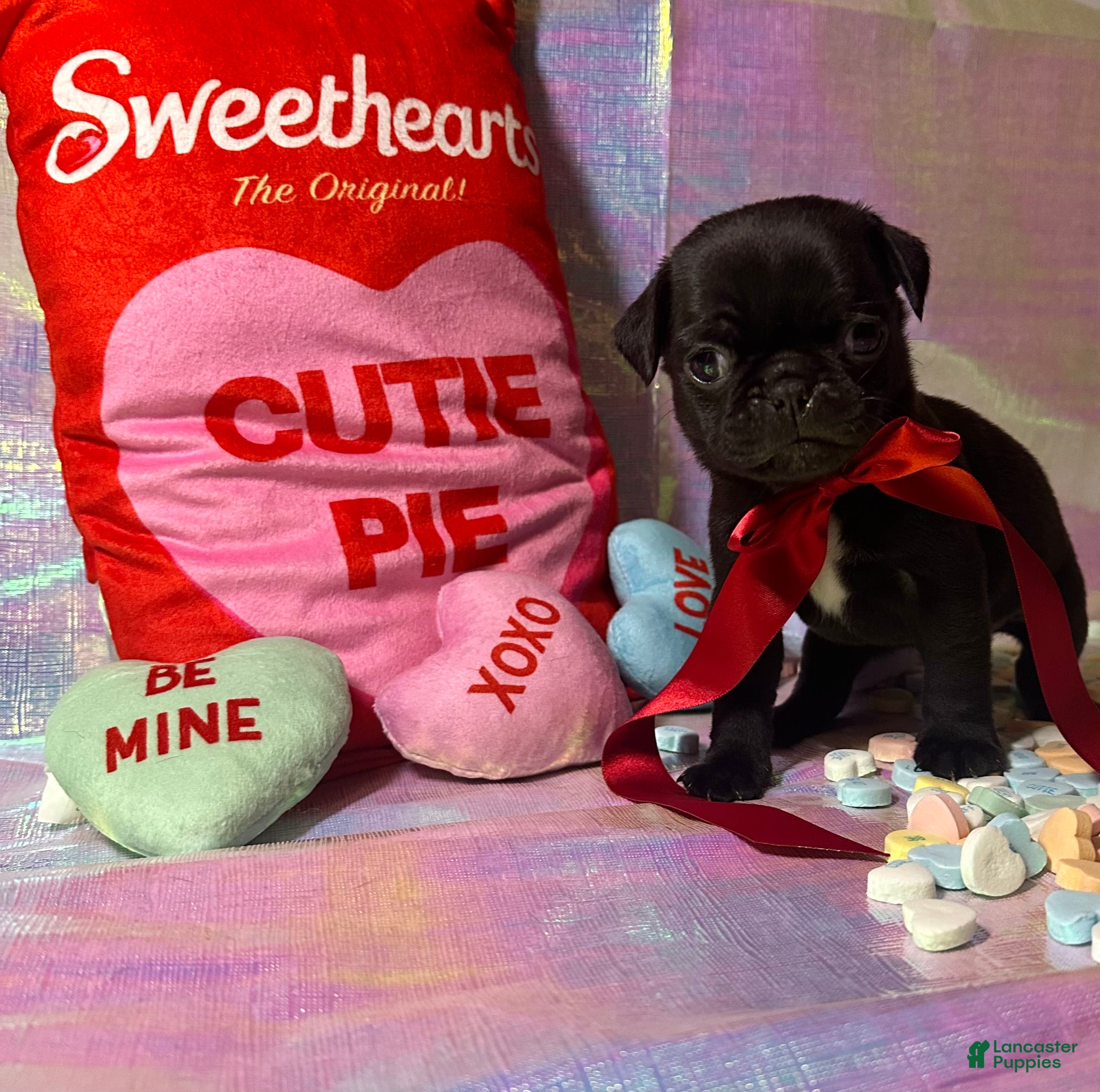 Pug dogs Oreo - Ad 34