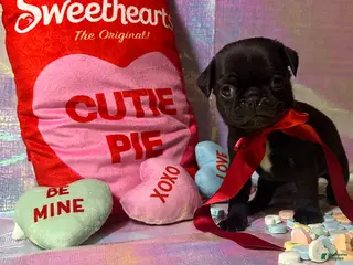 Pug dogs Oreo - Ad 34