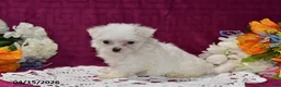 Maltese dogs for sale: Rex - Ad 3