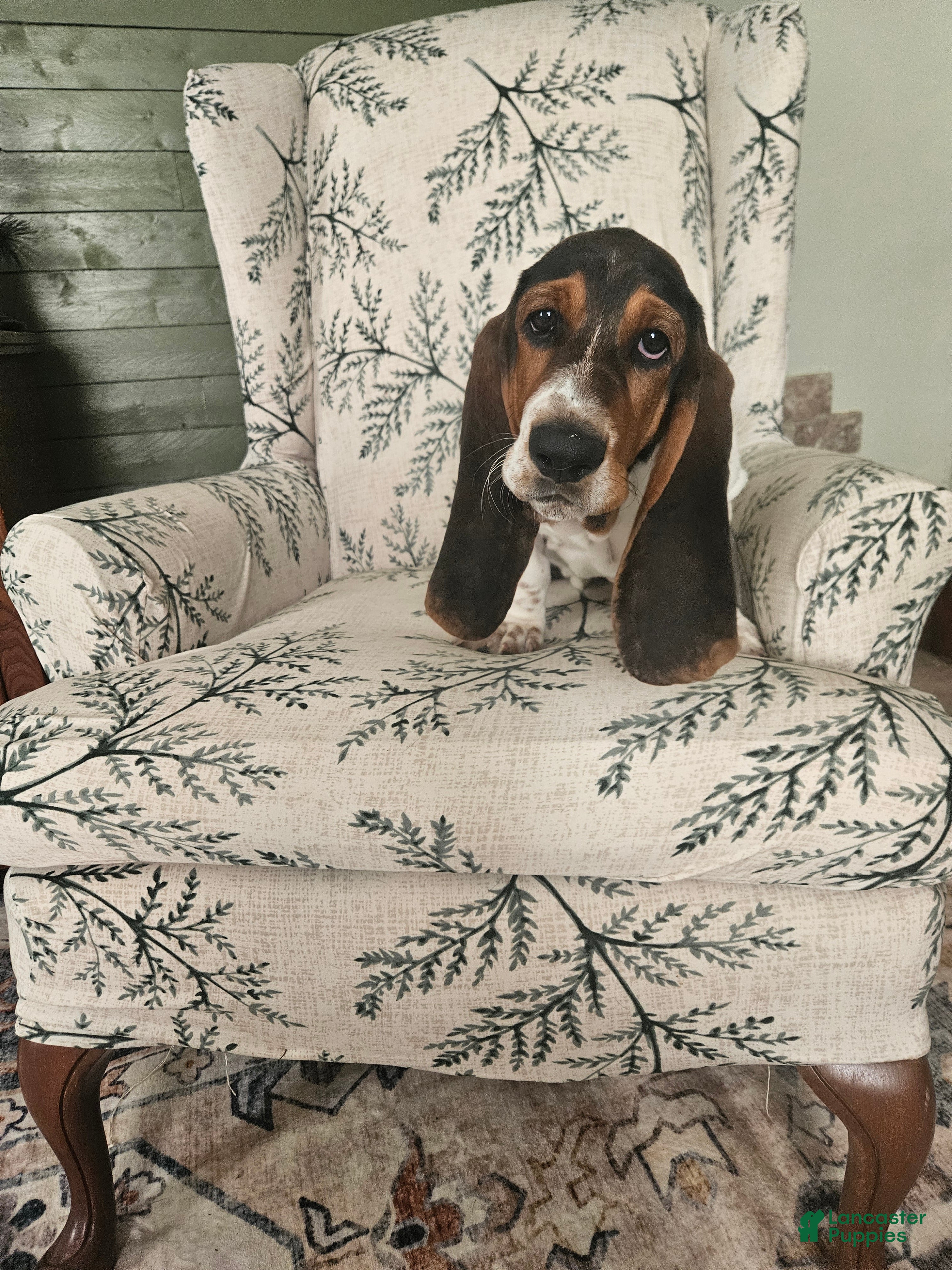Basset Hound dogs Jill : Female - Ad 2
