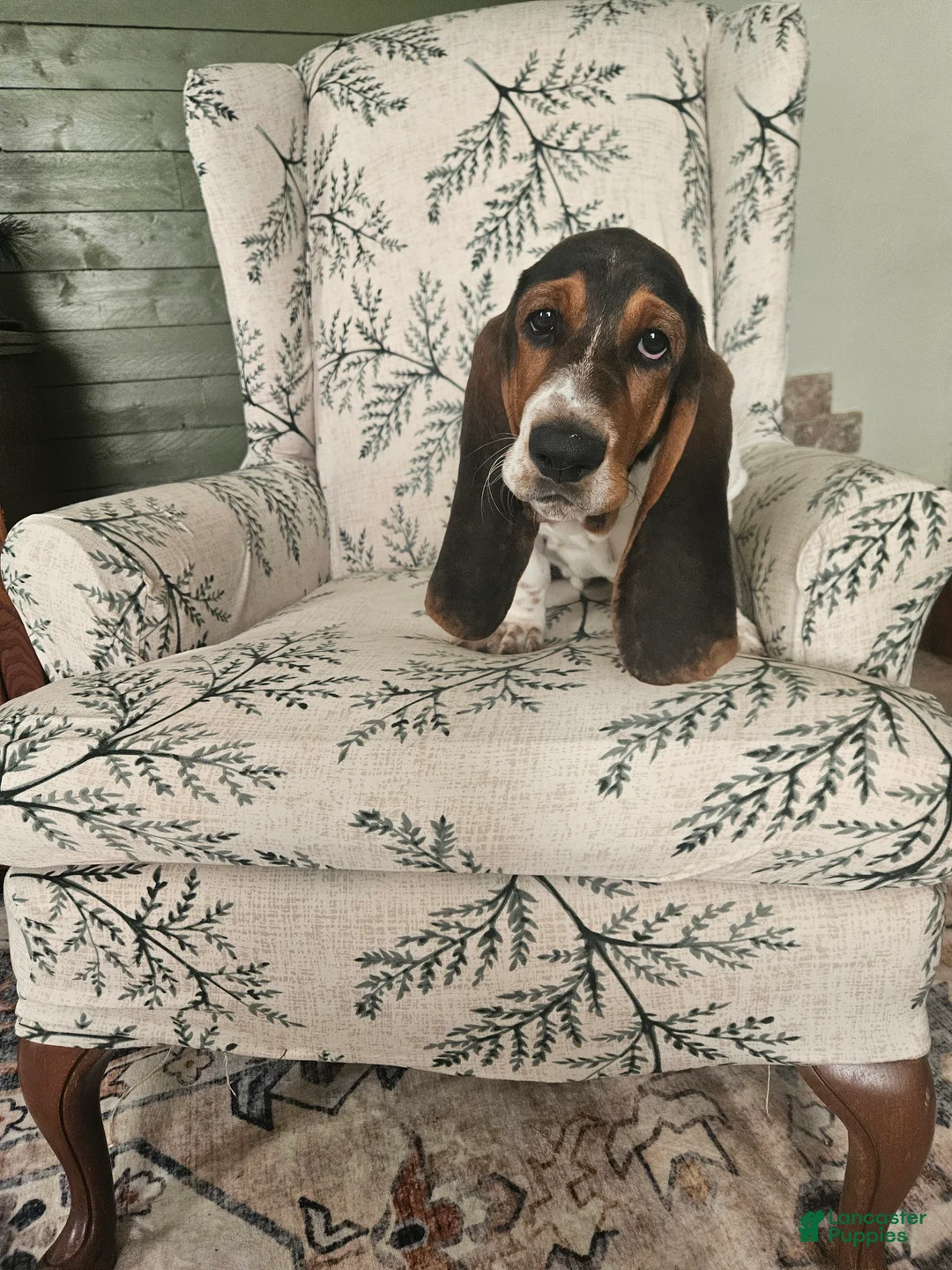 Basset Hound dogs for sale: Jill : Female - Ad 2