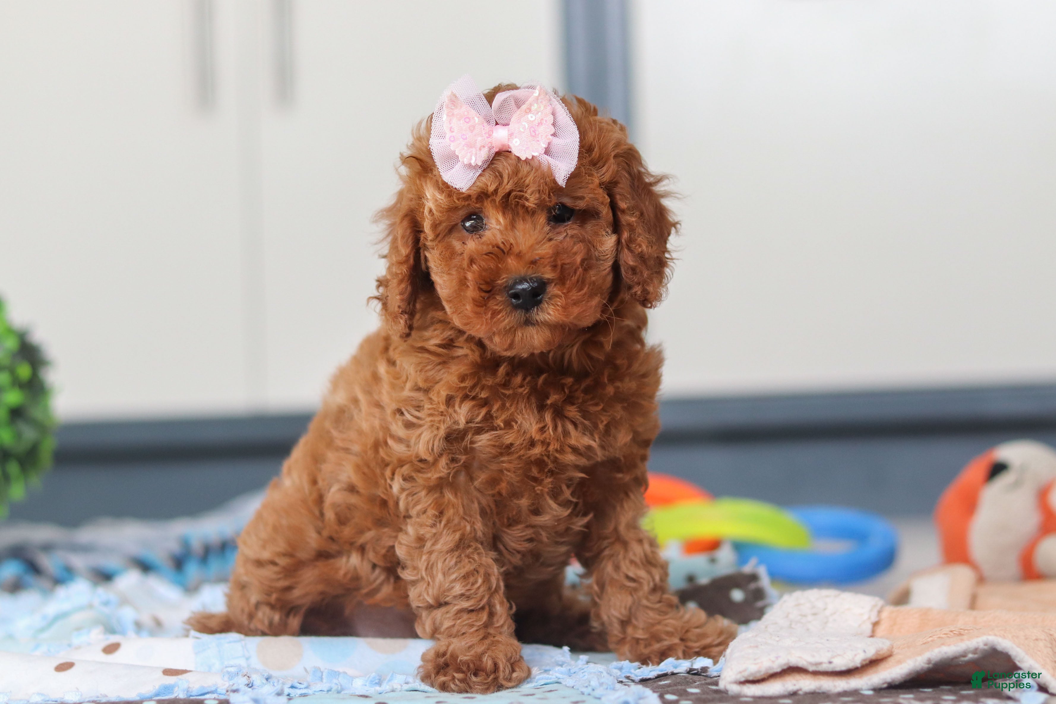 Cavapoo dogs Lacy - Ad 2