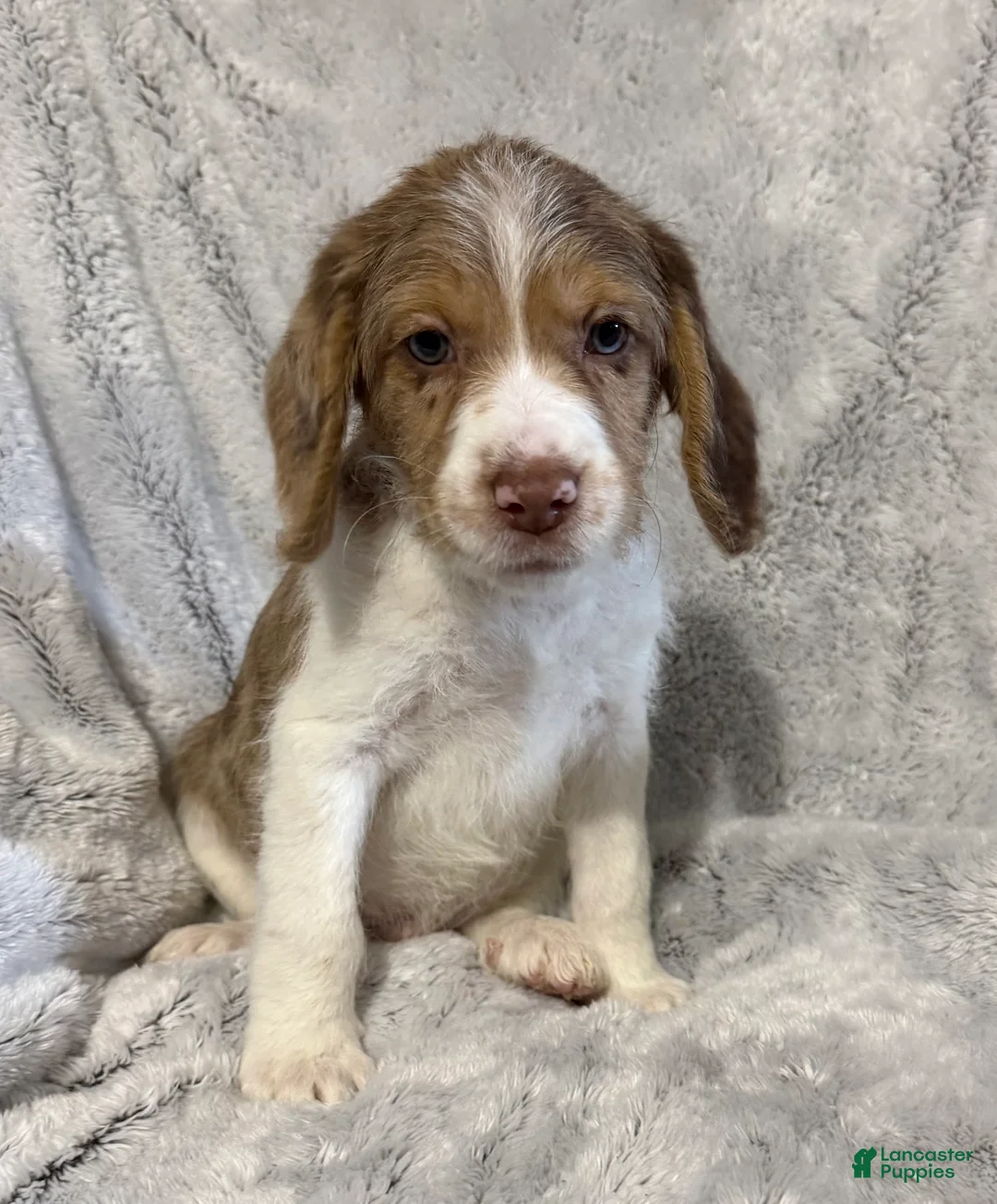 Mixed Breed dogs for sale: Max - Ad 2