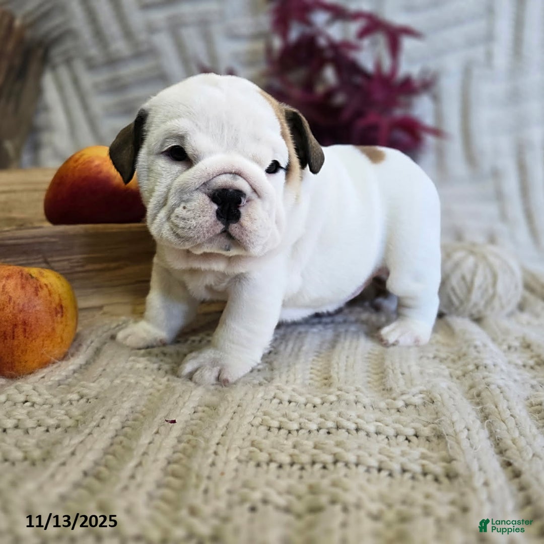 English Bulldog dogs for sale: Chowder - Ad 4