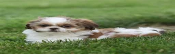 Shih Tzu dogs for sale: Rusty Shih Tzu  - Ad 4