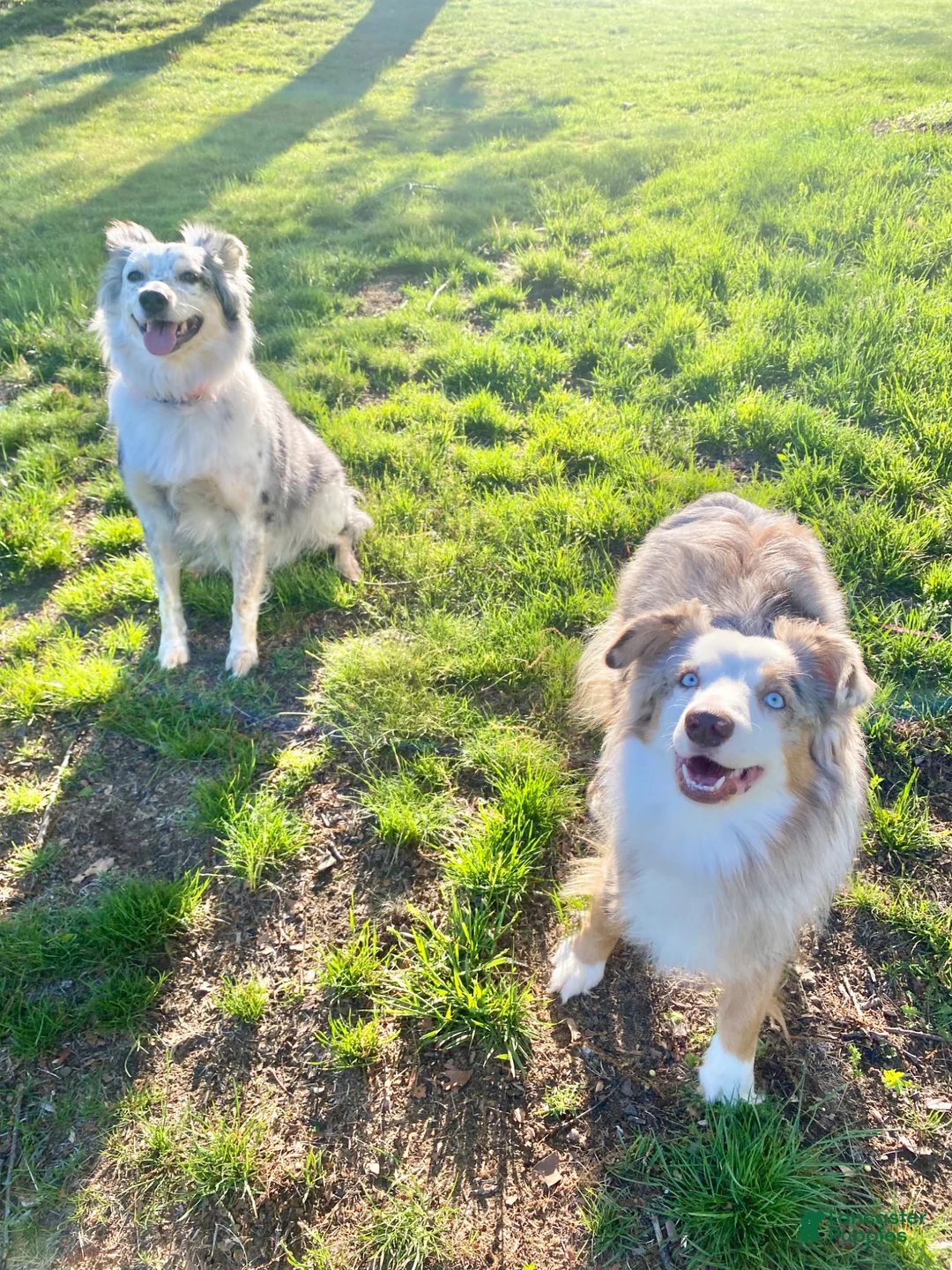 Australian Shepherd dogs for sale: Darlington - Ad 5