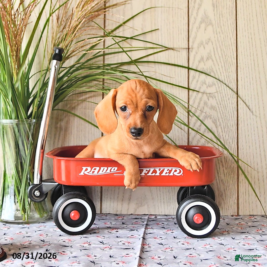 Miniature Dachshund dogs Ricky  - Ad 1