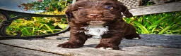 Havapoo dogs for sale: Hershey - Ad 7