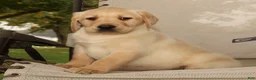 Labrador Retriever dogs for sale: Gator - Ad 6