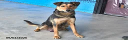Mixed Breed dogs for sale: Cody - Ad 6