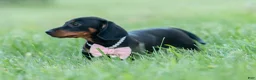 Miniature Dachshund dogs for sale: fifi - Ad 2