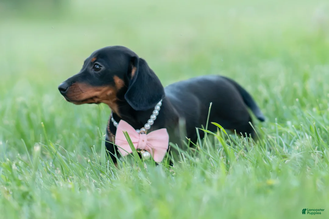 Miniature Dachshund dogs for sale: fifi - Ad 2