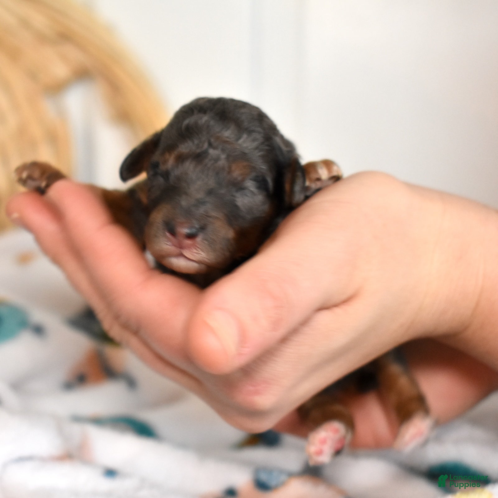 Miniature Poodle dogs Emerald  - Ad 1