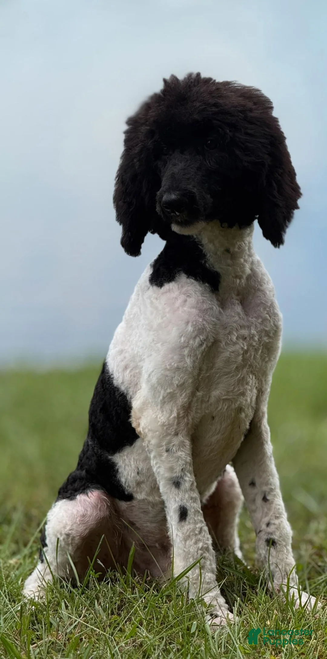 Standard Poodle dogs for sale: Hank - Ad 1