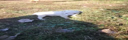 Jack Russell Terrier dogs for sale: Jack Russell Terrier 5 - Ad 5