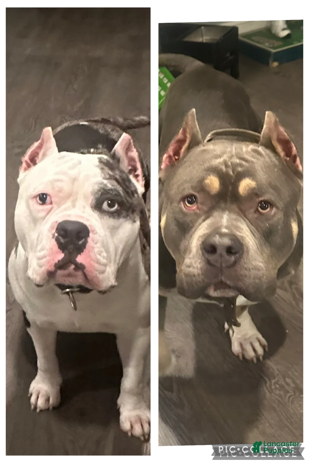 American Bully dogs for sale: Meeka  - Ad 3